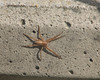 BillCath > Spider taking a step at a time...