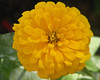 BillCath > Digital "Best Box" >  YellowFlower_M5-8286