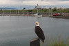 BillCath > Homer Alaska, June 2006 >  M5_4449