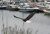 BillCath > Homer Alaska, June 2006 >  M5_4457