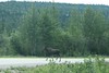 BillCath > We alway stop for moose.