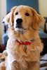 MickeyPup09 : Finally, a few pics of Mickey 'BIG' Pup, just over 6 months old, taken March 29. With nice weather coming I will try to do better and get some exterior shots - without snow. :)